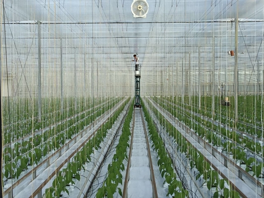 High strength Green Fibrillated Polypropylene Greenhouse Twine T1800 1kg Bobbin