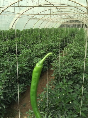 High Breaking Strength Farm Twine With As Per Customer Demand