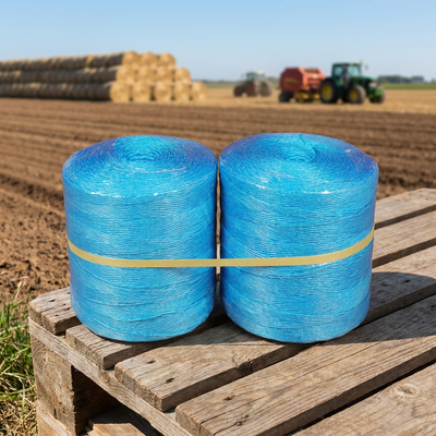Support heavy banana twine propping to prevent plantain plants breaking or falling down